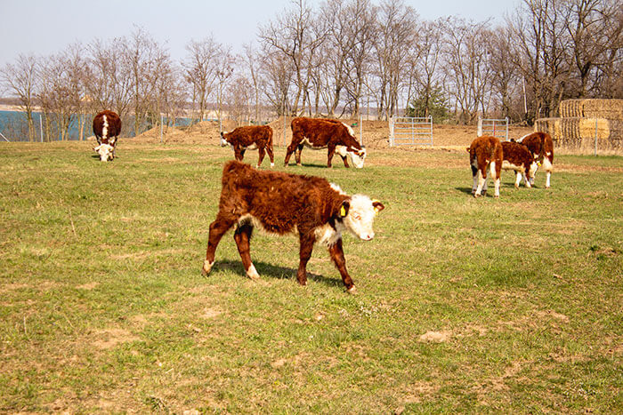 Ökologische Rinderhaltung Landhandel Ackermann